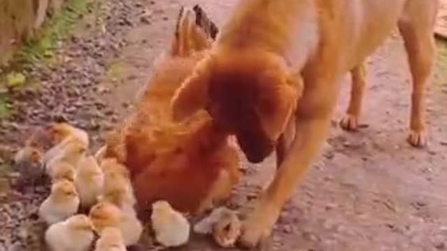 Adorable puppy loving chickens !amazing