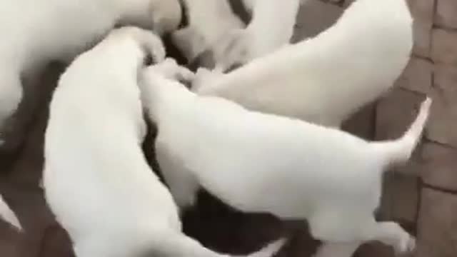 classic feeding cyclone 😂
