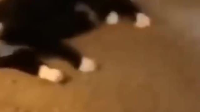 Funny Dog🐕 vs Cat🐈 Fighting Video