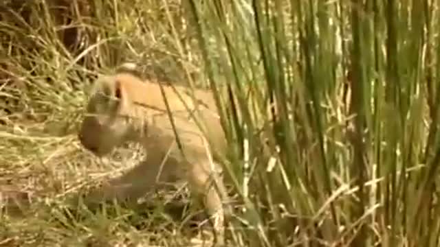 Hide and Seek with the Lion Cubs | Little Big Cat | BBC Earth