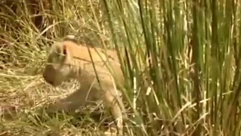 Hide and Seek with the Lion Cubs | Little Big Cat | BBC Earth