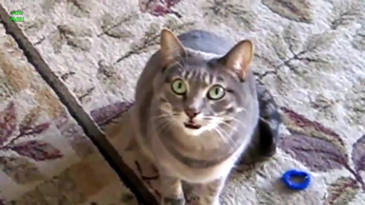 Funny Cats of Kittens Meowing Compilation 2021