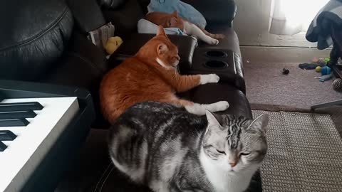 Goofy Cats Surprising Themselves!
