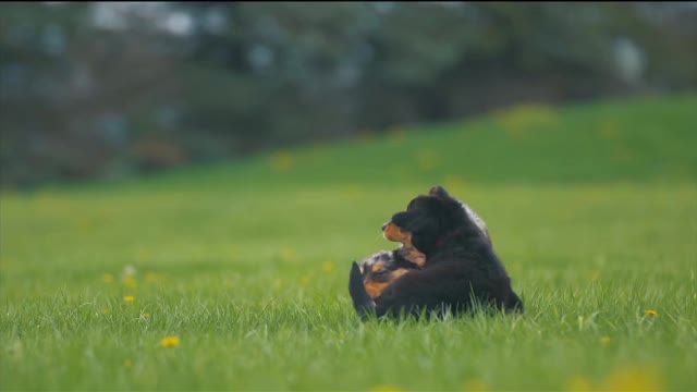 Animals kissing moments Love each other 😍😍👉👉