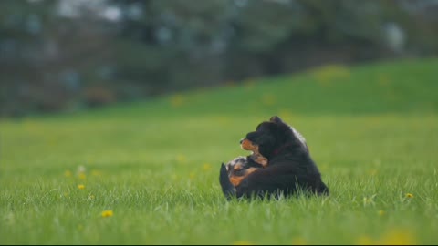 Animals kissing moments Love each other 😍😍👉👉