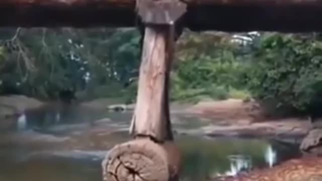 Logging Truck Crossing Wood Bridge FAILS