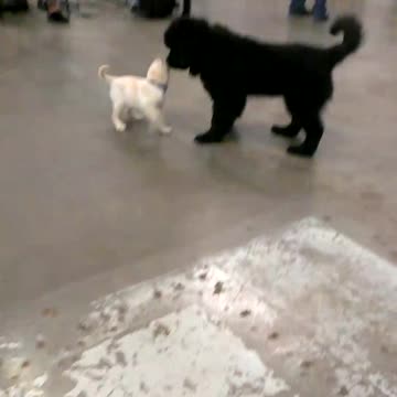 Puppy class