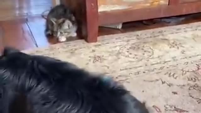 Funniest Cat That will Make You Laugh