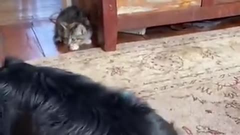 Funniest Cat That will Make You Laugh