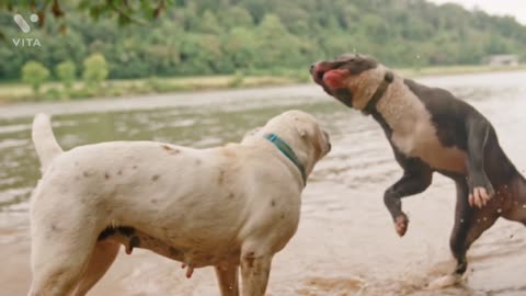 Pitbull dogs fight..