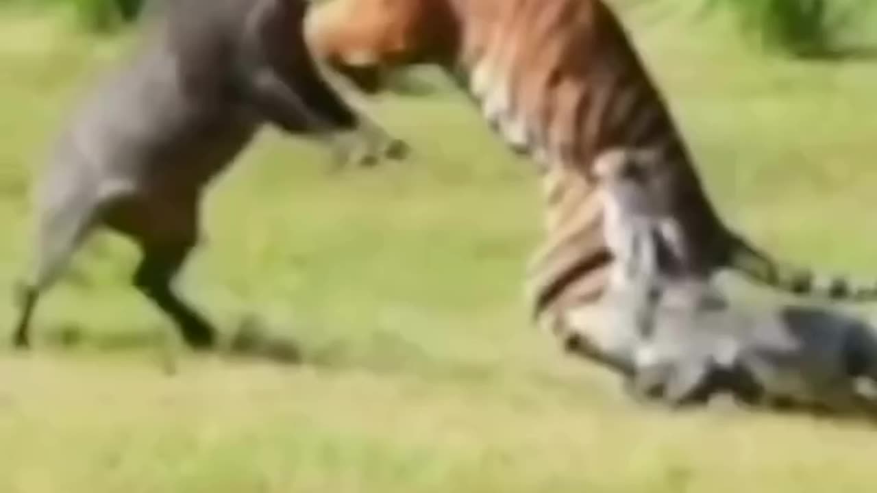 Tiger vs Pig vs Crocodile