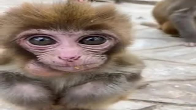 Graceful baby monkey with vibrant eyes