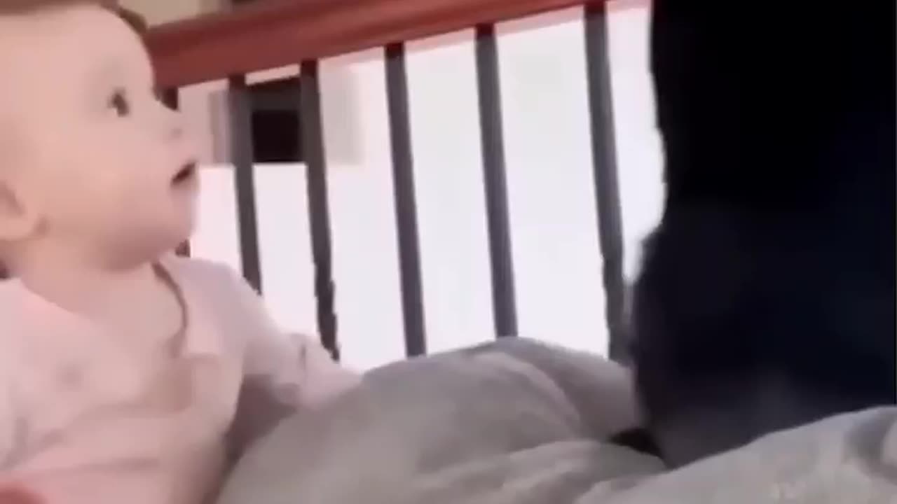 Funny cat video