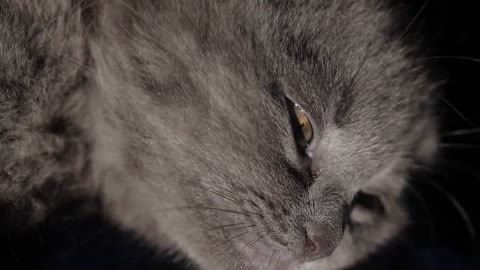 Close-up sleepy grey kitten