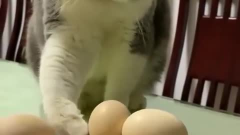 Cats funny