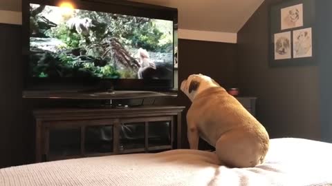 The bulldog extreme reaction to watching movie.