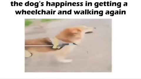 Look at the dog's happiness in getting a wheelchair and walking again