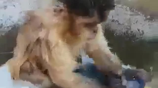 Macaquinho Lavando Roupas