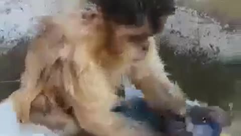 Macaquinho Lavando Roupas