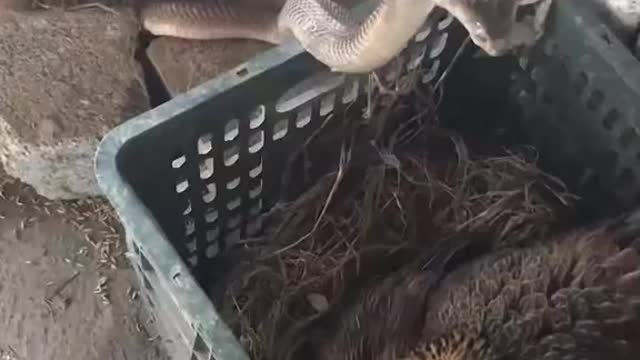 the mother chick blows and knocks the cobra and the end