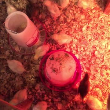 Cornish Cross 1 week old