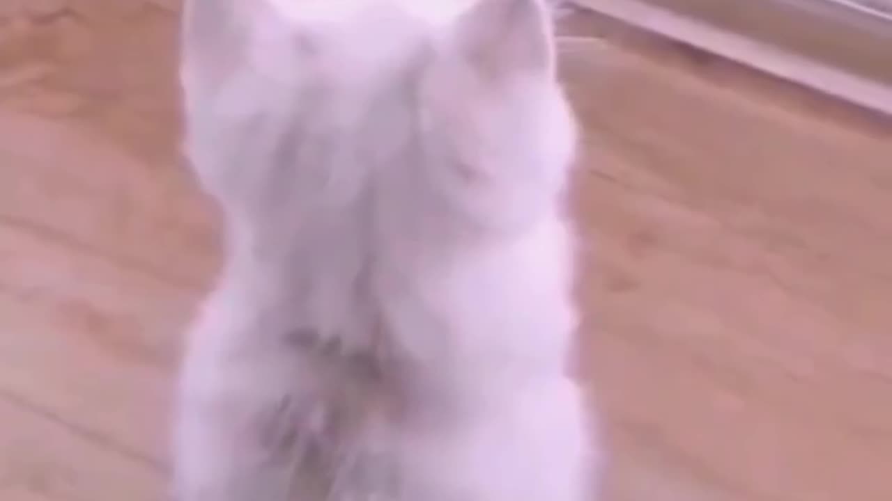#cat