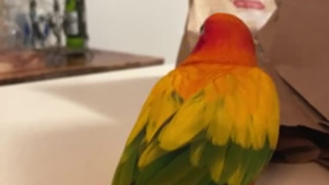 Lively parrot dancing and whistling to eat