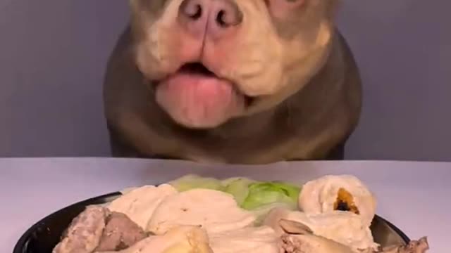 best dog funny videos - funny dogs - prepare yourself to cry with laughter