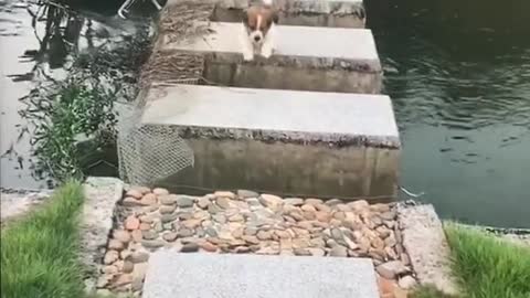 Even the cutie has a hard time crossing the bridge