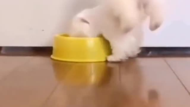 the dog doing yoga while eating