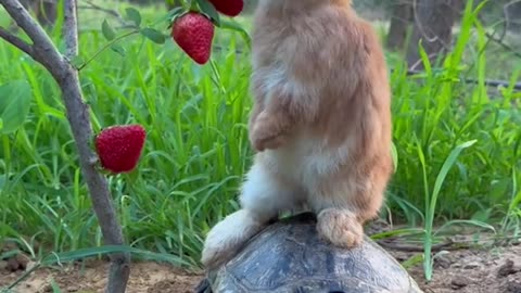 Little Rabbit Enjoying With his Friend