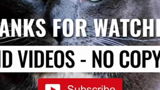 funny cat videos