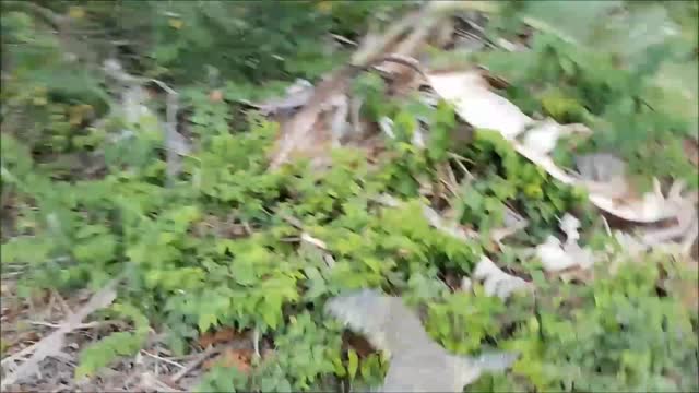 Monitor Lizard Rescued From Storm Drain