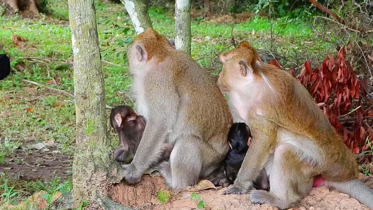 Brinn and Ginger go together