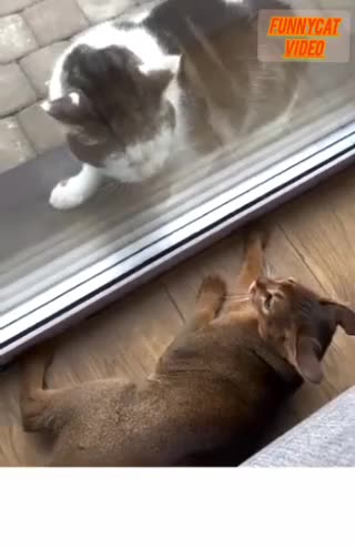 Funny pets video of 😺🐈