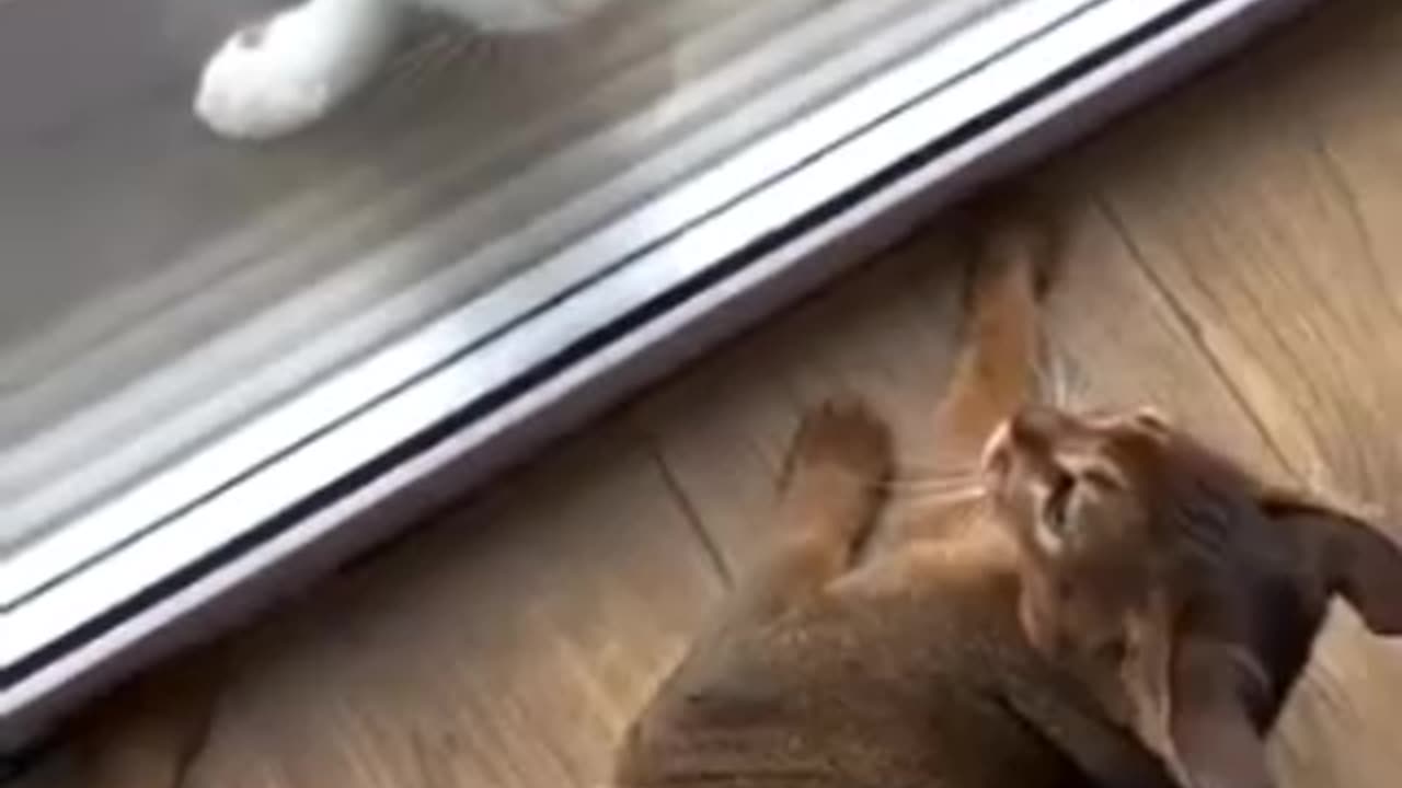 Funny pets video of 😺🐈