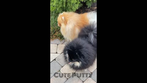Cute Puppy Playing