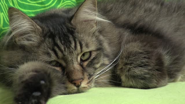 Cat on Green Background