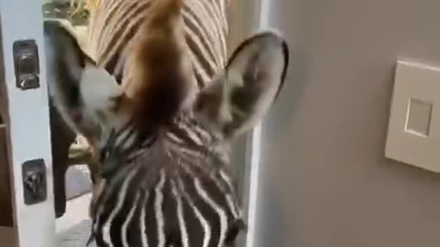 Very funny zebra