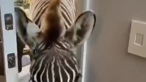 Very funny zebra