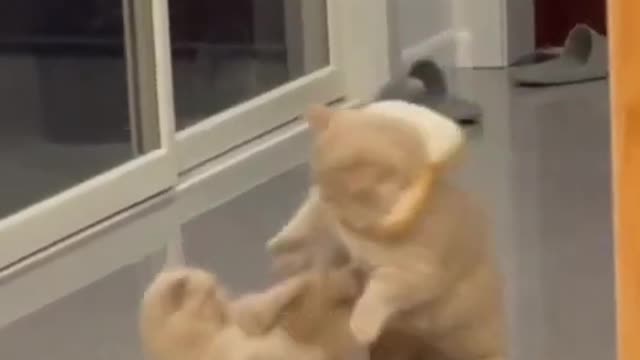 Cute Cat | Cute Pets Funny Animals Compilation