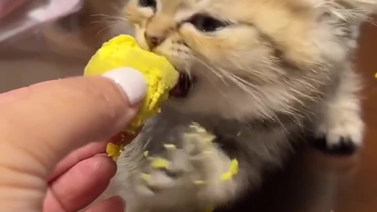 cute cat eats egg