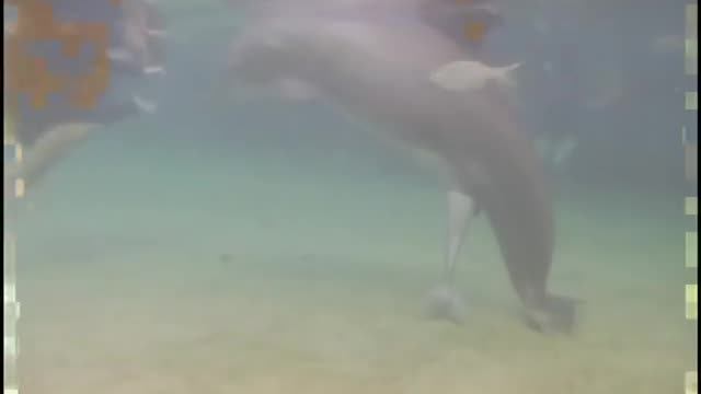 Dolphin give birth underwater