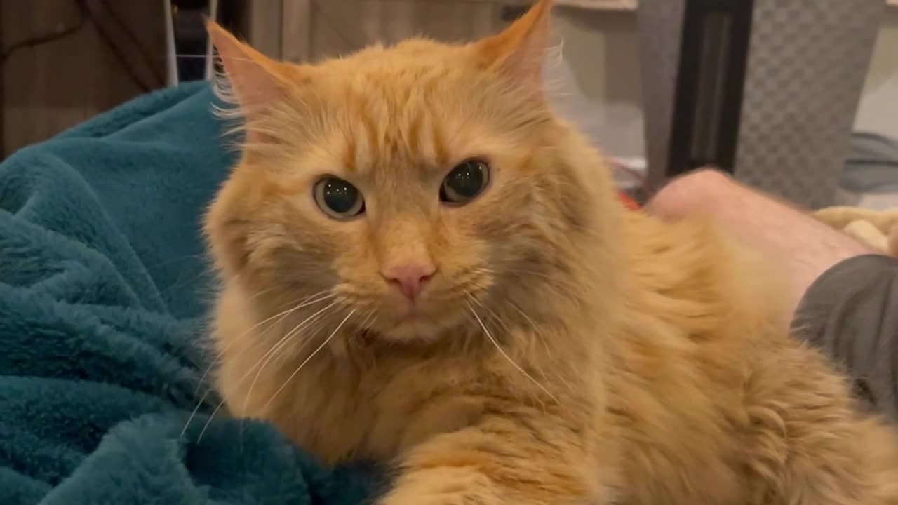 Orange Cat Makes Angry Biscuits