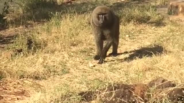 Baboon attack in Ethiopia, Africa