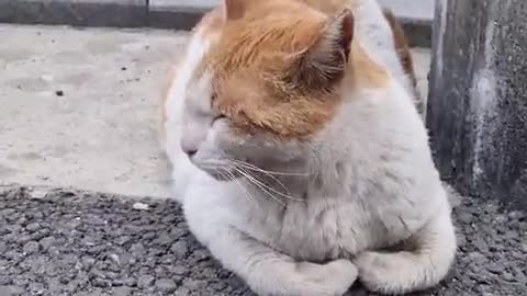 Korean street cats are sleeping