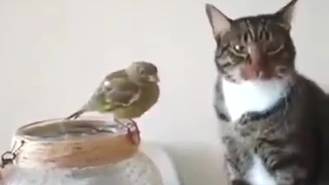 Funny Cat Videos Funny Animal Funny Cat Funny Animals