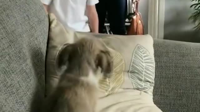 It's so cute how the pup immediately bonded with the kids!