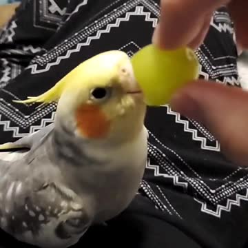 Silly bird tries to communicate with a grape