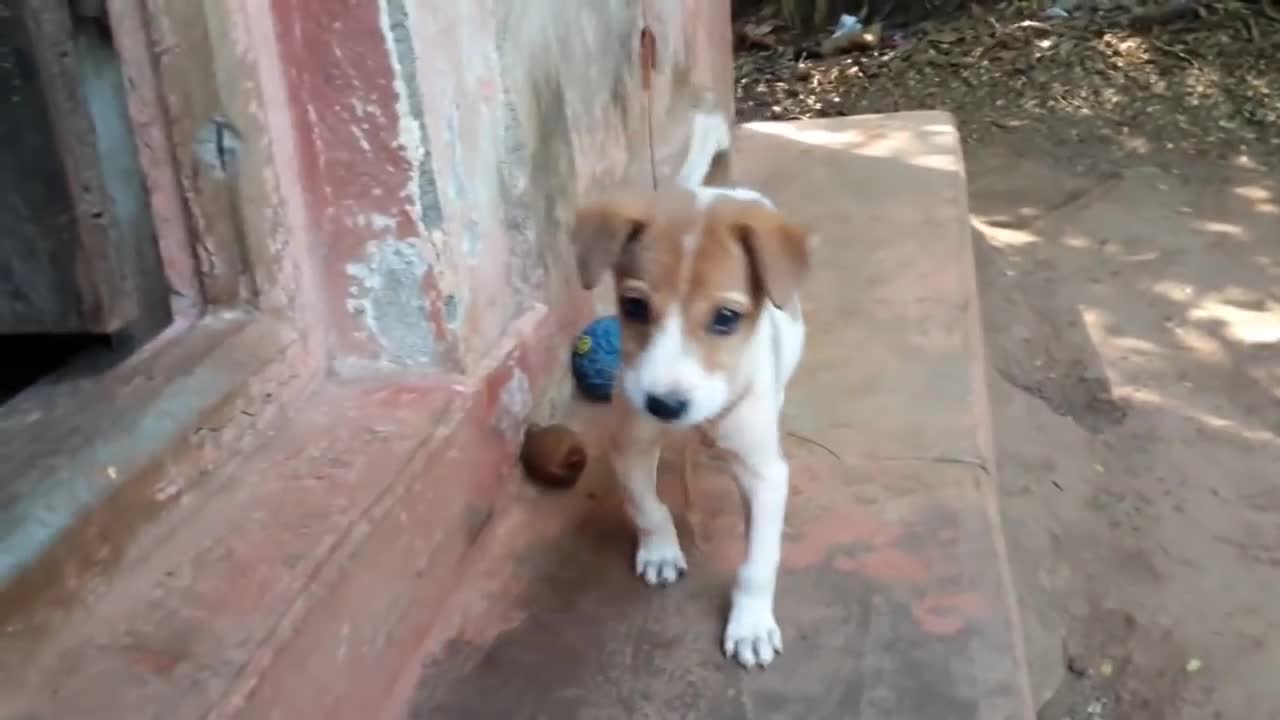 Dog Puppy-Cute Barking